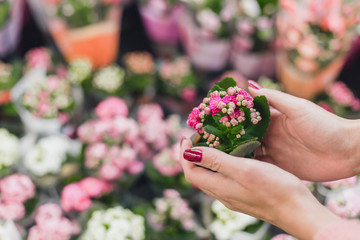 A girl buys Kalanchoe from a flower shop. He holds a small Kalanchoe. Copy space