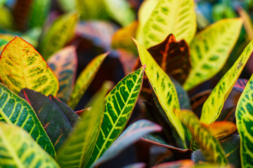 Codiaeum variegatum (Croton, Variegated Laurel, Garden Croton, Orange Jessamine) Ornamental plants. close up, natural sunlight. © chibelek