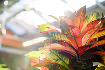  Codiaeum Mrs. Iceton in the flower shop. © chibelek