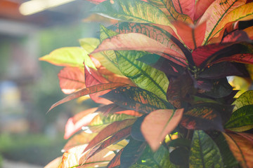  Codiaeum Mrs. Iceton in the flower shop. © chibelek