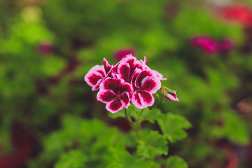 Royal Geranium