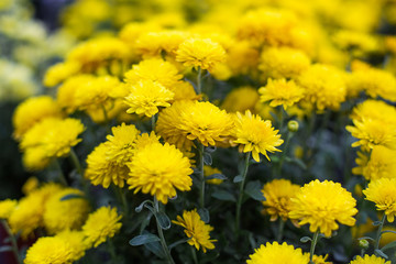 yellow Chrysanthemum in garden flower plant  shop