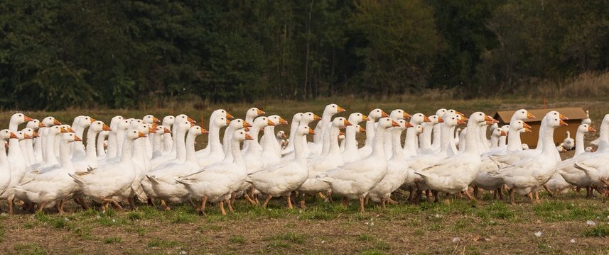 Mastg&auml;nse auf einer Gr&uuml;nfl&auml;che