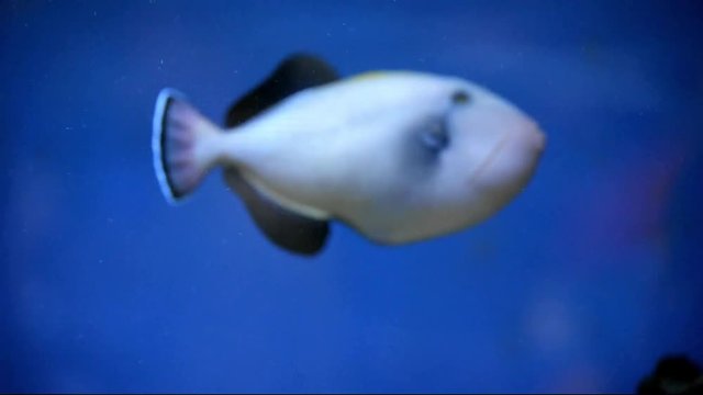  Indian triggerfish swims in the aquarium 