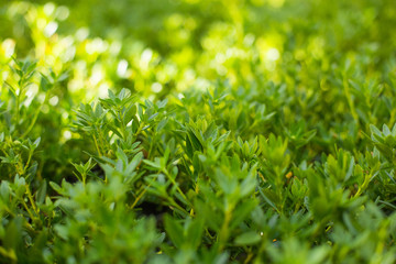 Green leaves background