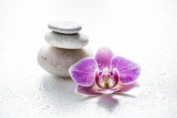 One pink orchid blossom with zen stones and water drops on light ehite background. Harmony concept.