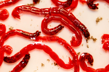 Rote Jumbo Mückenlarven, Fischfutter 