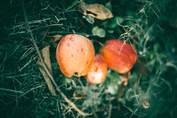 Red Apple Autumn 