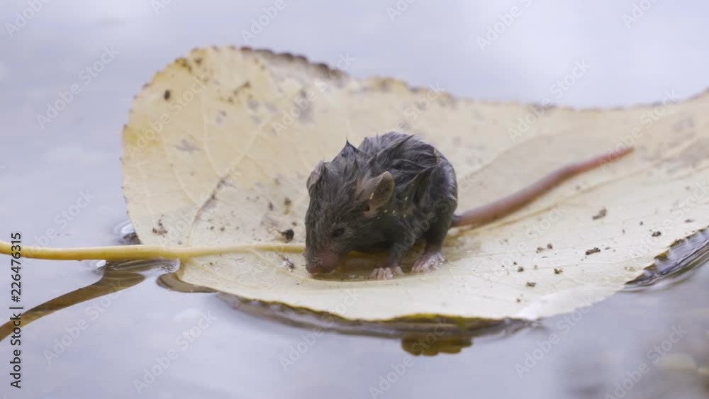 Wall mural a little mouse is floating on a leaf of a tree after a flood.