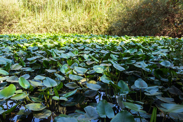 Nuphars on water, horizontal