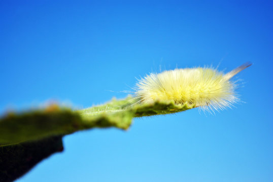 Calliteara pudibunda (pale tussock or meriansborstel) yellow fluffy caterpillar crawling on leaf top edge, blue sky background, side view, close up macro detail
