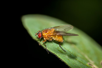 Neuroctena anilis, Faulfliege