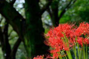 秋を知らせる彼岸花の花が咲く