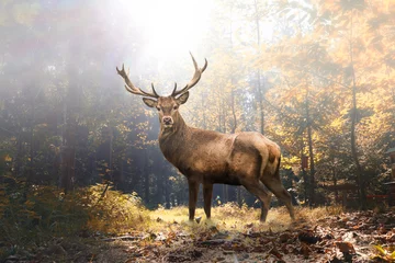 Fond de hotte en verre imprimé Cerf Cerf fier dans la forêt d& 39 automne