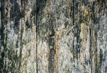 Tree bark texture. Natural wooden background with scratches.