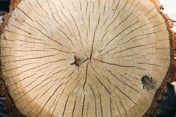 Old big stump texture. Tree background with natural pattern. Wooden wallpaper.