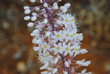 white blossom on a hill near Sissi on Crete in Greece