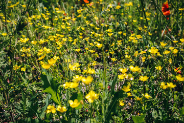Fototapeta premium Beautiful field of yellow flowers in the grass. Sunny summer day nature. Green lawn background. Floral wallpaper.