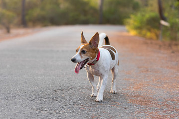 Perro Jack Russell adorable en el bosque