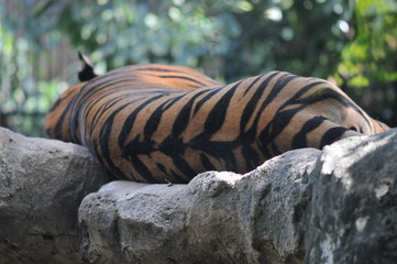 Tiger sleeping on the rock