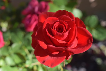 Blühende rote Rose Rosa als Symbol für Liebe, Valentinstag, Valentin