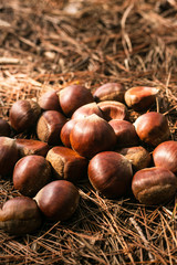 秋の味覚、森の中の栗