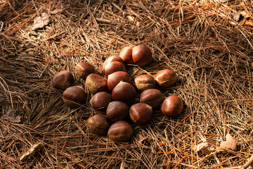 秋の味覚、森の中の栗