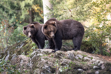 Brown bears are standing on the rock in Bayerischer Wald National Park, Germany