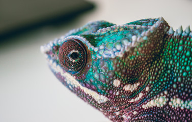 Fototapeta premium chameleon on white background