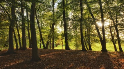 Naklejka premium Wald im Abendlicht