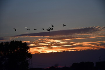 Obraz premium birds flying in the sky