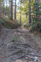 Fototapeta premium Path in forest