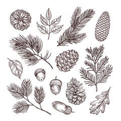 Sketch fir branches. Acorns and pine cones. Christmas, winter and autumn forest elements. Hand drawn vintage vector isolated set. Illustration of nature decoration drawing fir - obrazy, fototapety, plakaty