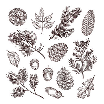 Sketch fir branches. Acorns and pine cones. Christmas, winter and autumn forest elements. Hand drawn vintage vector isolated set. Illustration of nature decoration drawing fir