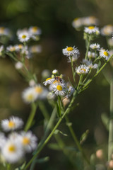 White bloom