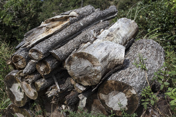 Fototapeta na wymiar Wooden natural cut logs textured. Tree stump. Annual ring