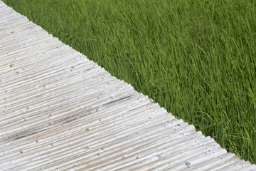 Bamboo path. Bamboo texture background.