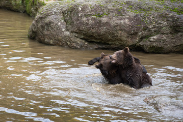 Two brown bears are playing fight in the water in Bayerischer Wald National Park, Germany