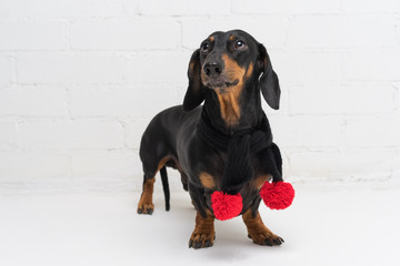 portrait of a dog breed dachshund, black and tan, wearing a black scarf with red pompons, against a white brick wall