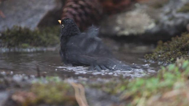 Common blackbird. Turdus merula