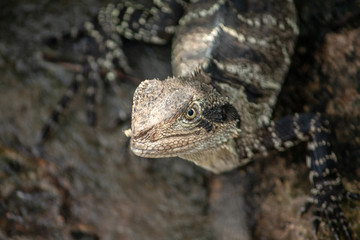lizard on rock