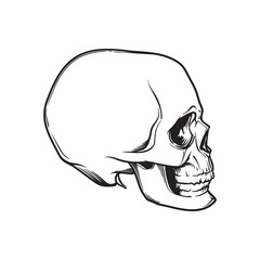 Human Skull hand drawing. Side angle. Black linear drawing isolated on white background. EPS10 vector illustration