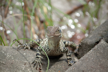 lizard on rock