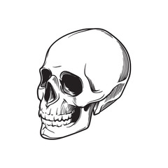 Human Skull hand drawing. In tree quarters angle. Black linear drawing isolated on white background. EPS10 vector illustration