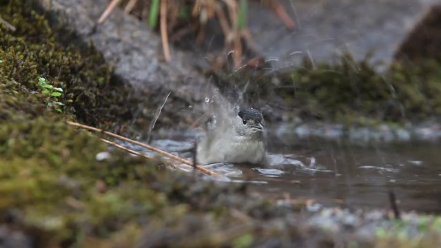 Blackcap. Sylvia atricapilla