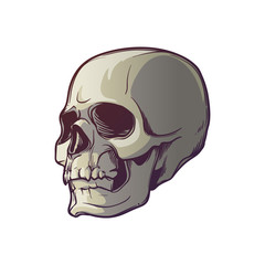 Human Skull hand drawing. Three quarters angle. Linear drawing painted in 3 shades, isolated on white background. EPS10 vector illustration
