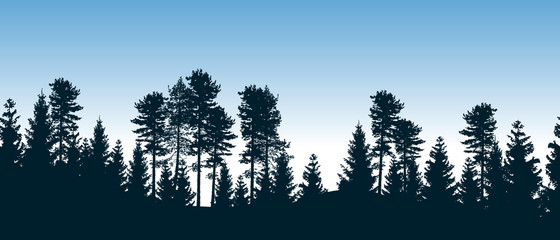 Beautiful seamless vector forest with coniferous trees. © Jan