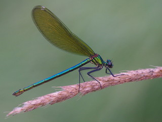 Gebänderte Prachtlibelle - Weibchen