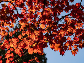 Red acer in the air