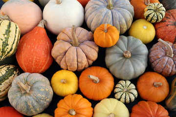 Squash and pumpkins.